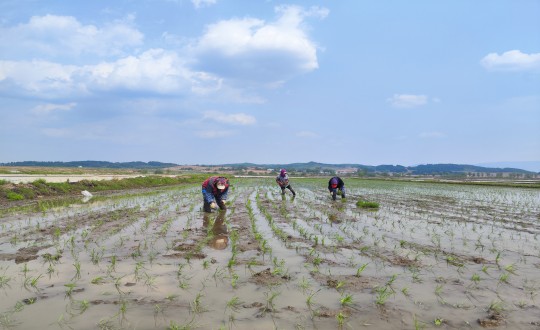 19.农业总公司水稻插秧现场_副本.jpg 19.农业总公司水稻插秧现场_副本.jpg